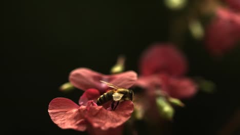 Bee-in-ultra-slow-motion