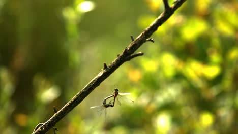mating-dragonflies-in-flight