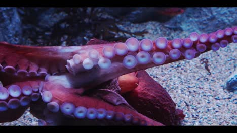 Tentacles-and-more-at-the-Monterey-Bay-Aquarium