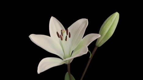 White-Lilies