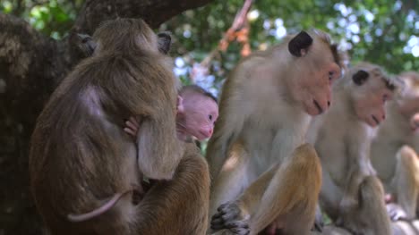 Mother-and-Baby-Monkey
