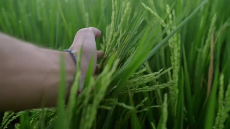 POV-Running-Hand-Through-Wheat-Field