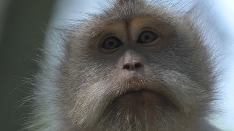 Close-up-of-a-Macaque-Monkey-Face