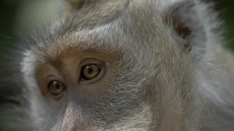 Close-Up-of-a-Macaques-Eyes-and-Face