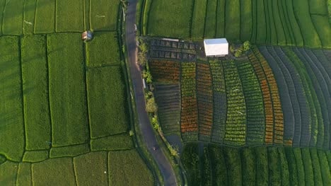 Aerial-Shot-of-Indonesian-Farmland