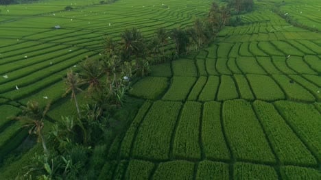 Birds-Eye-View-of-Indonesian-Rice-Paddies