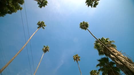 Hollywood-Palm-Trees