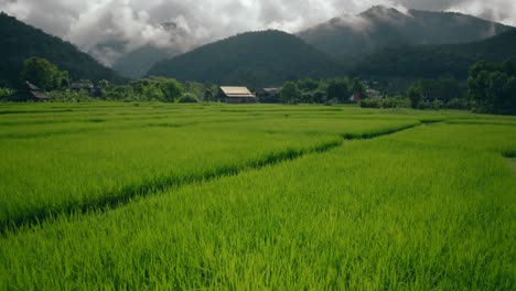 Rice-Paddies-in-Thailand-02
